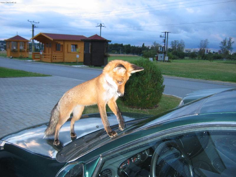 Foto: Li�ka-firemn� li�ka