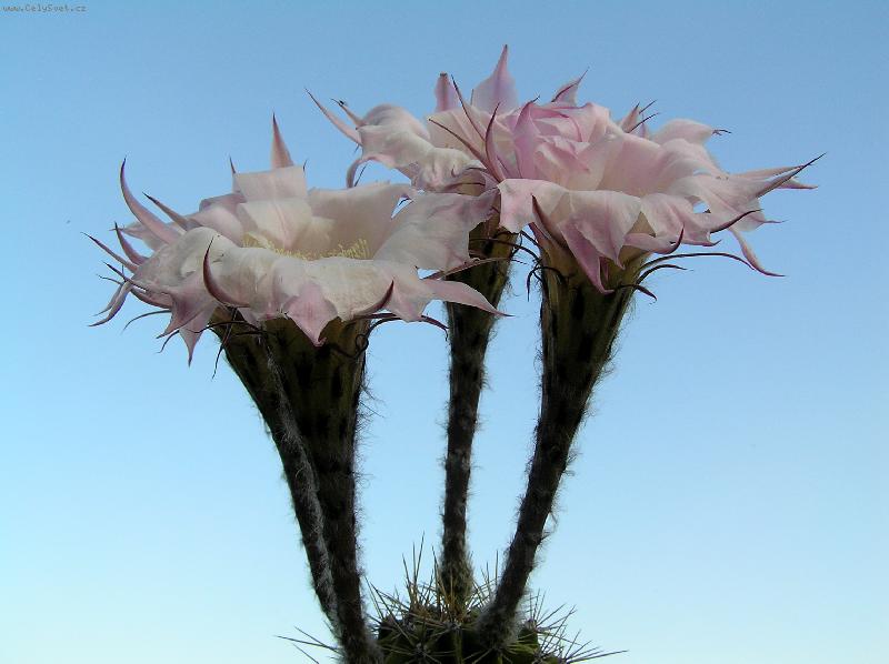 Foto: Gigantické květy kaktusu
