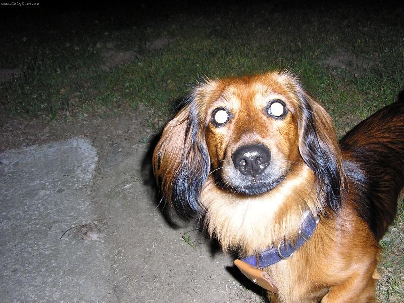 Foto: Můžu jsi svítit,aniž bych potřeboval baterku-Laky alias svíticí pes