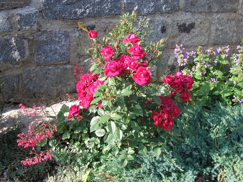 Foto: Růže na skalce-Mini růže