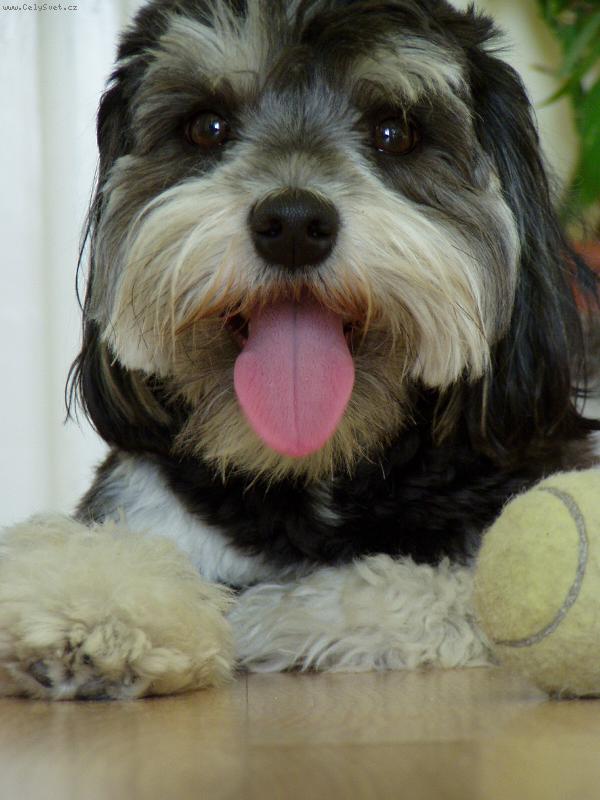 Foto: Pes jm�nem Romeo-P�edstav�m V�s: tohle je Romeo - n� "bi�on�tor".