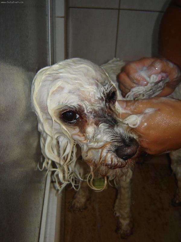 Foto: Denýsek-Takhle vypadám,když jsem mokrej,poznali byjste,že jsem Boloňský psík????