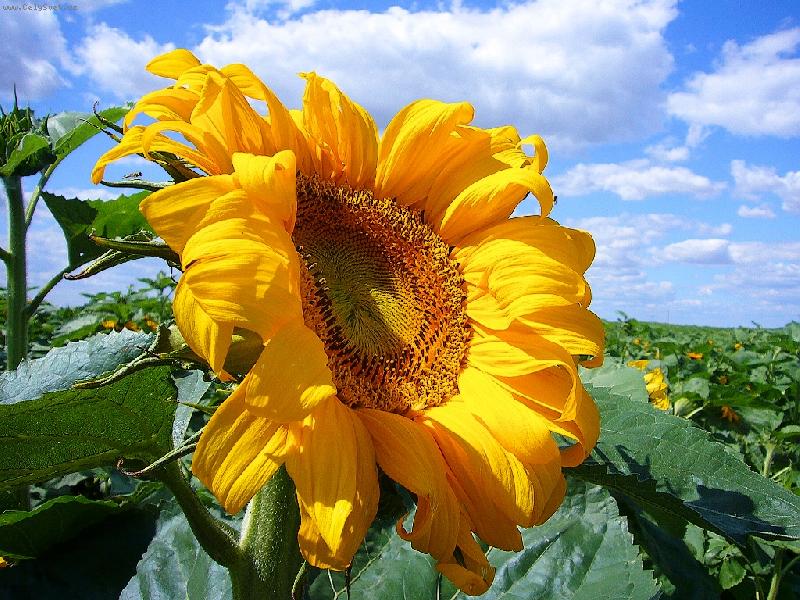 Foto: Slune�nice-Slune�nicov� pole v pln�m l�t�