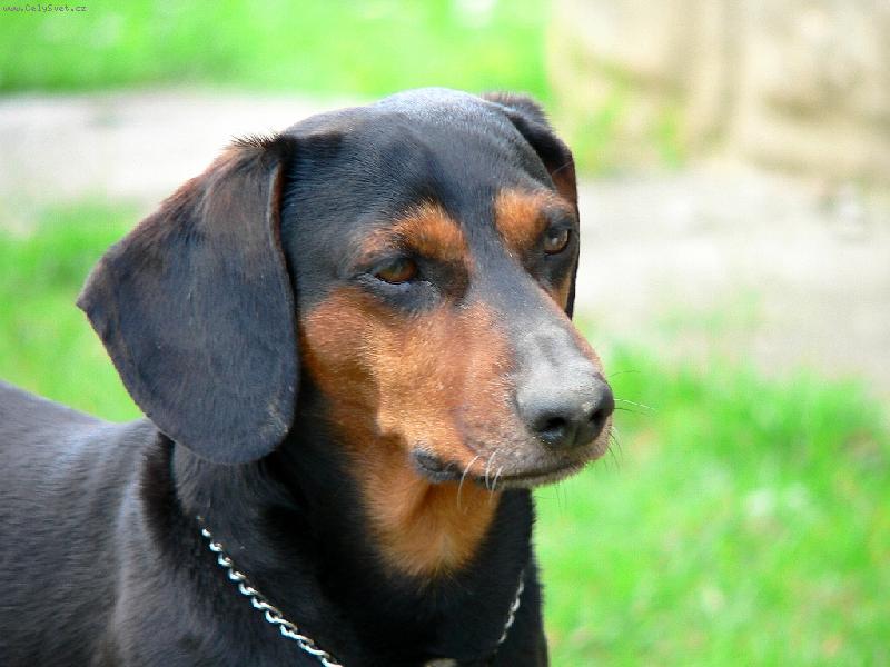 Foto: Rozumn� pohled-P�i h�e na zahrad� ...