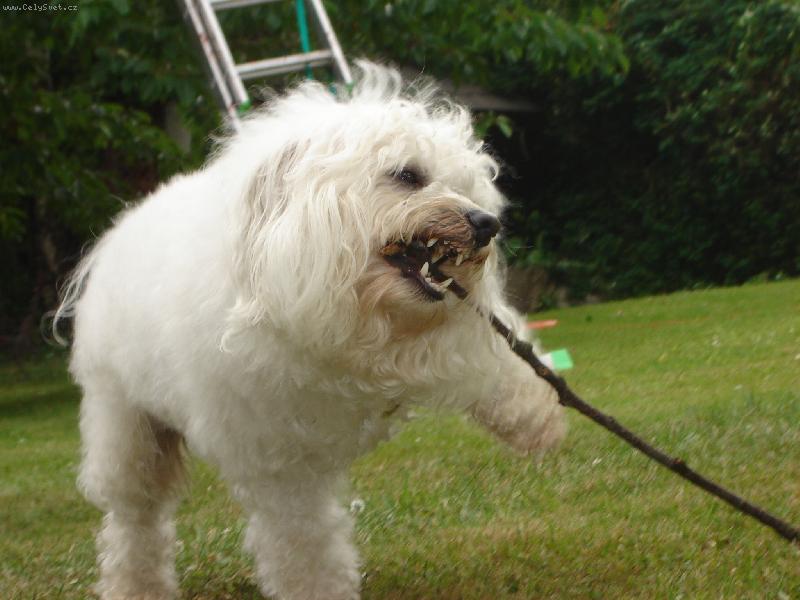 Foto: Den�sek-Blbejlacek,j� t� rozkou�u!!Jen po�kej klacku!!!