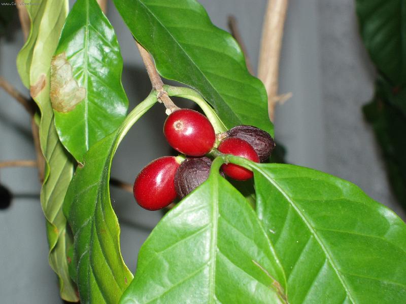 Foto: Coffea arabica-A bude zase co ml�t