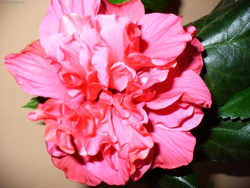 Foto: Ibi�ek ��nsk�