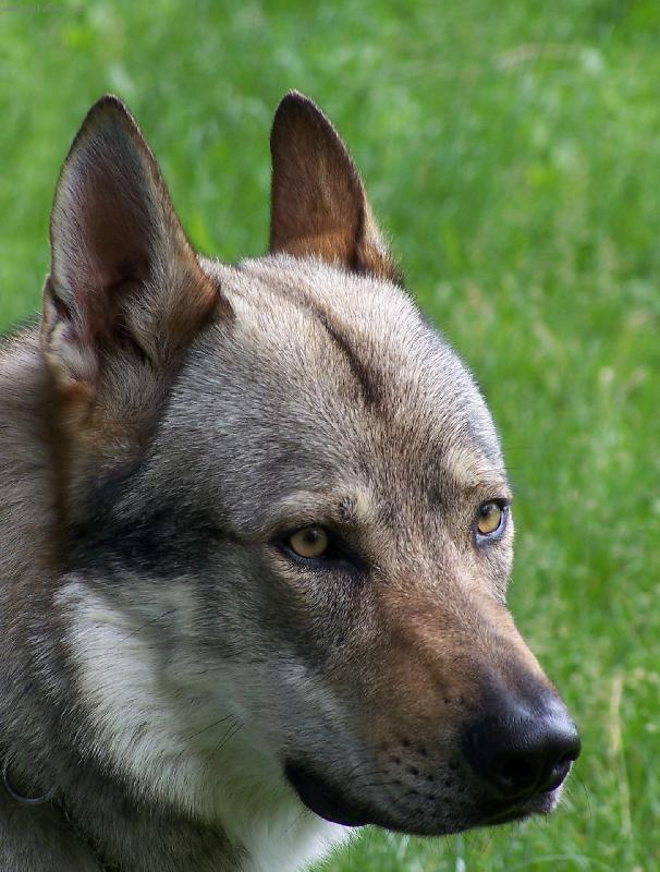 Foto: Dany �ed� chlup-portr�t