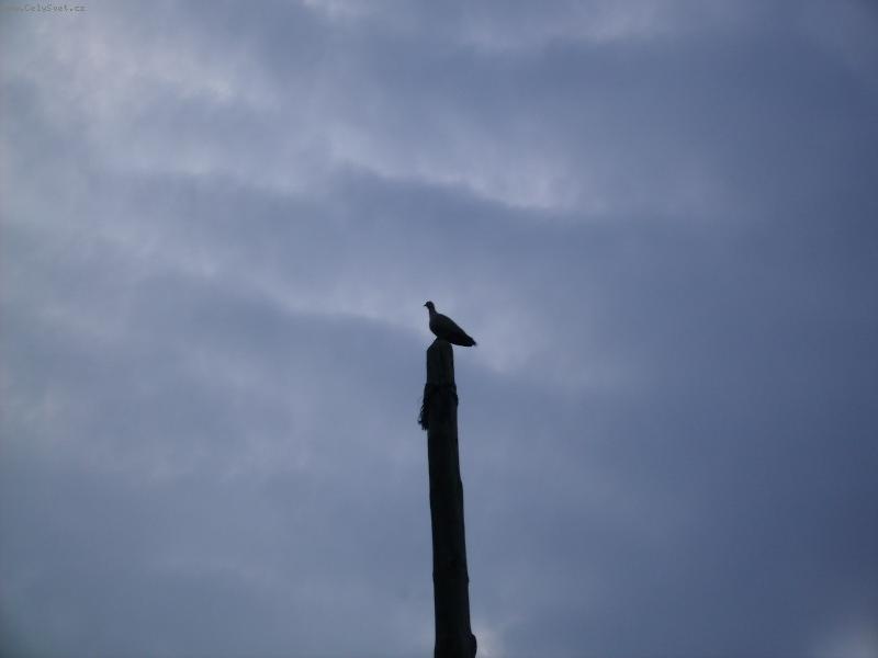 Foto: Pták na stožáru