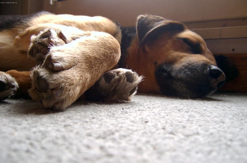 Foto: Petty-Pett�sek spinkink�