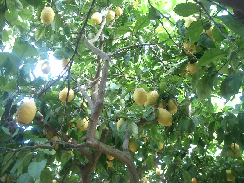 Foto: �lutozelen-�ecko