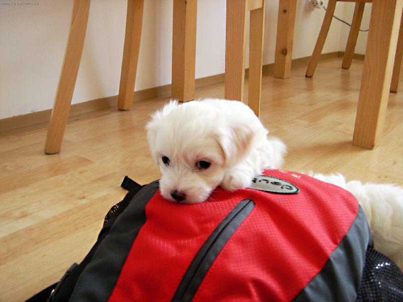 Foto: Jessie jede na v�let-Ne, �e m� tu zapomenete!