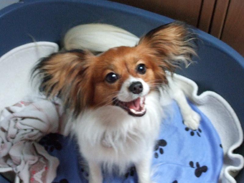 Foto: Anabell-Koketn� na V�s mrk�:-)