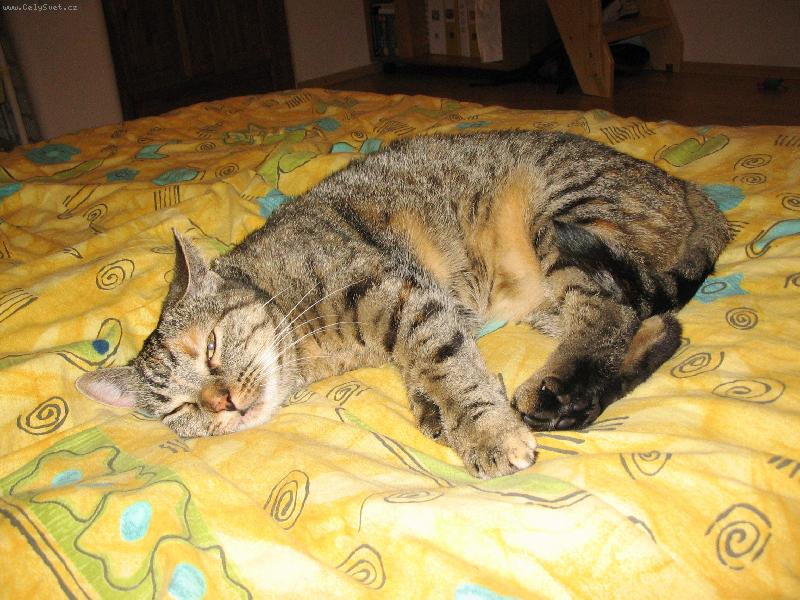 Foto: Znuděná kočička-Sladký to život koček, pořád se jenom válí :o)