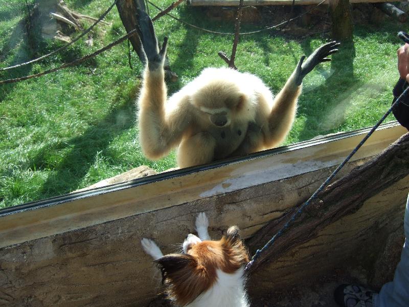 Foto: V zoo-opička se do Belly zamilovala a stále na ní přes sklo bušila, bohužel nebyla láska opětována