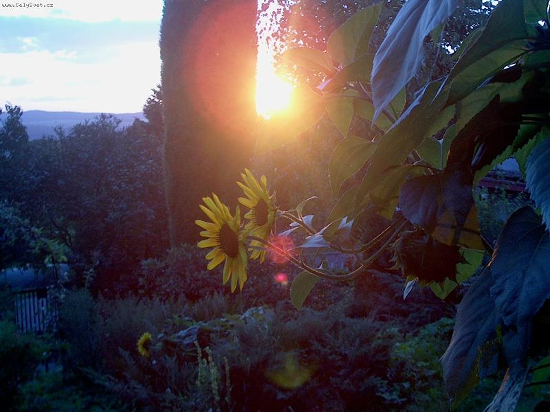 Foto: Lunečnice v západu slunce..-hm..??