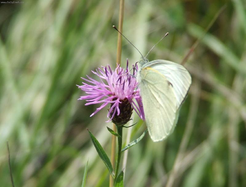 Foto: Motýl na květu-Procházka po louce...