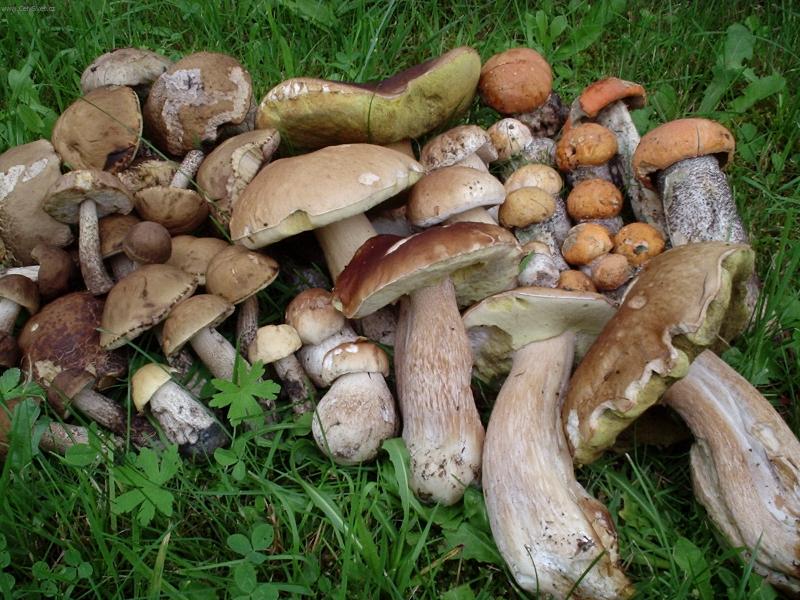 Foto: houbové zátiší-houba vedle houby