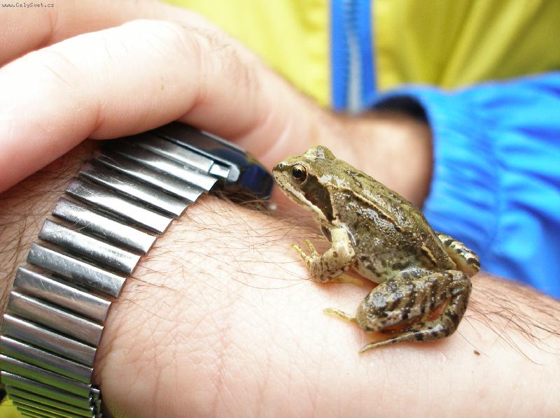 Foto: ��ba-Polib m�