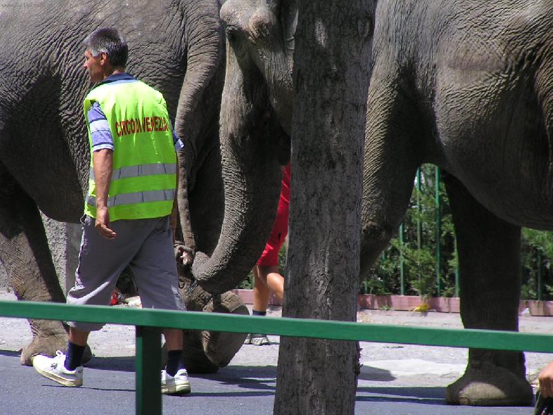 Foto: proch�zka-sloni na proch�zce...