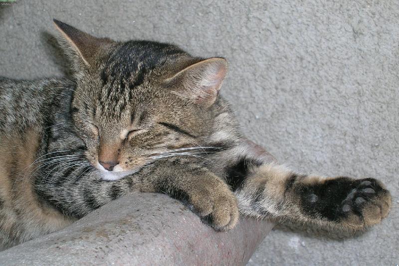 Foto: "SN054"-"Pros�m,jen malou kosti�ku..."