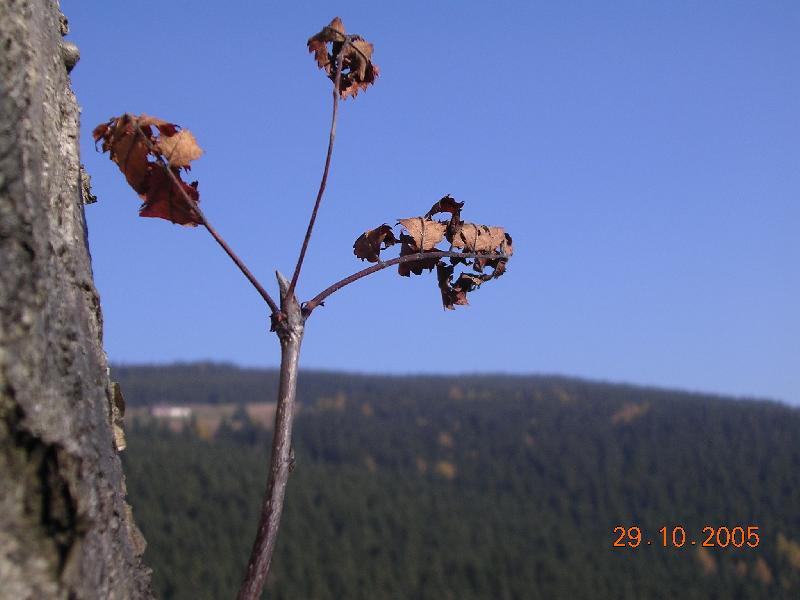 Foto: Podzim v Krkono�ich