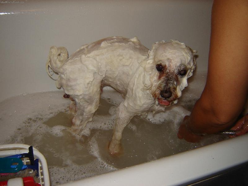 Foto: Den�sek-Takhle vypad�m,kdy� jsem mokrej,poznali byjste,�e jsem Bolo�sk� ps�k????