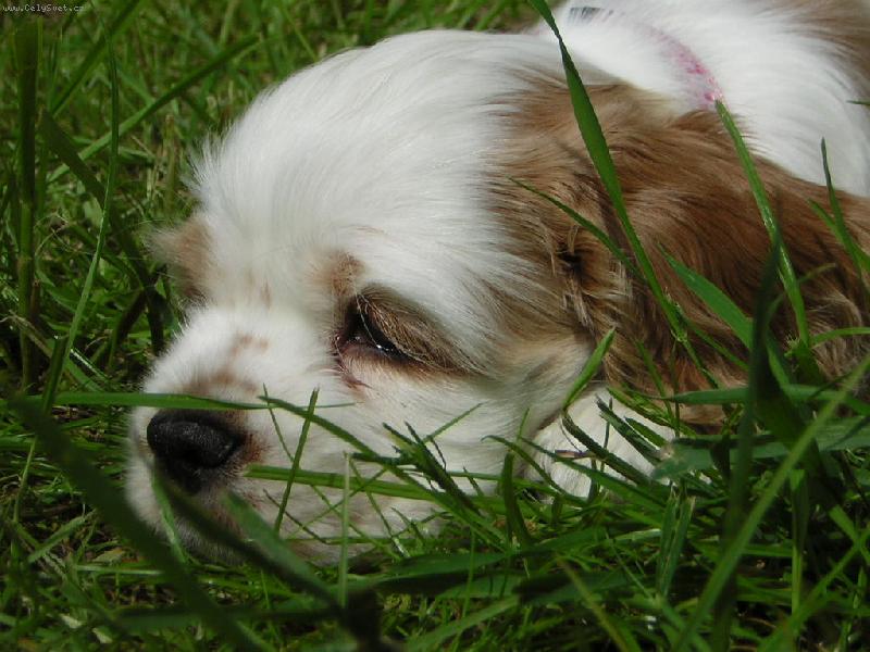 Foto: odpo�inek v tr�v�