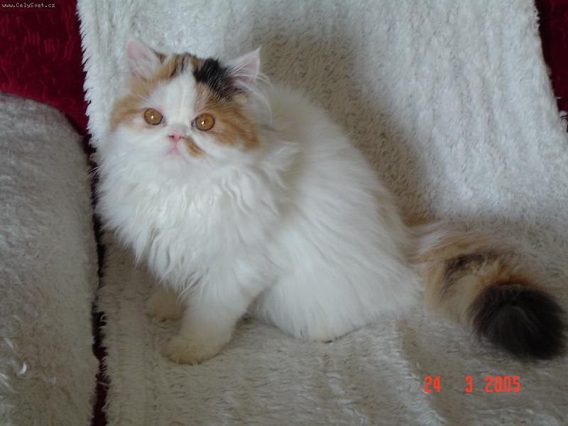 Foto: Ad�lka-Ko�i�� princezna