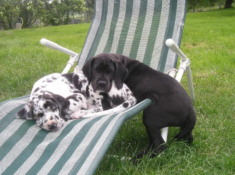 Foto: nerozlu�n� dvojka