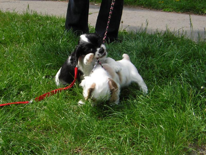 Foto: Neboj zbav�m t� toho vod�tka...