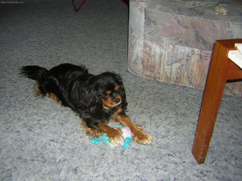 Foto: Jenny a jej� obl�ben� hra�ka-Jenny je na�e rok a p�l star� fenka kter� si ze v�eho nejrad�j hraje