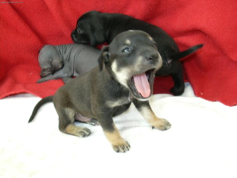 Foto: Vrh E ch.s.M�s��n� kv�tina-To jsem ospal�