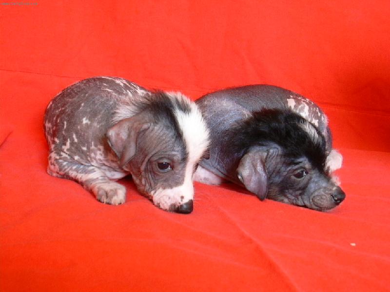 Foto: Vrh F ch.s.M�s��n� kv�tina-U� toho focen� nechte