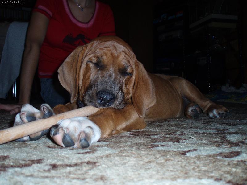 Foto: Destiny-moje drivko :o)