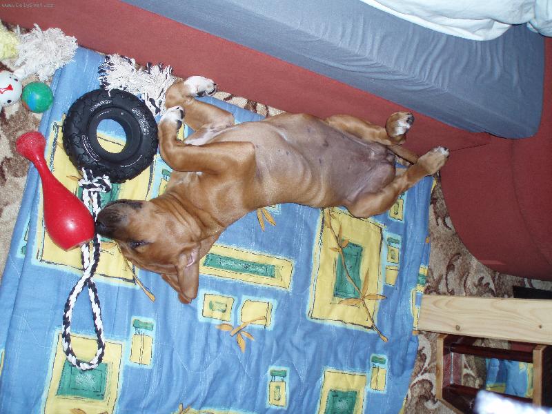 Foto: Destiny-valenicko u mejch hracek :o)