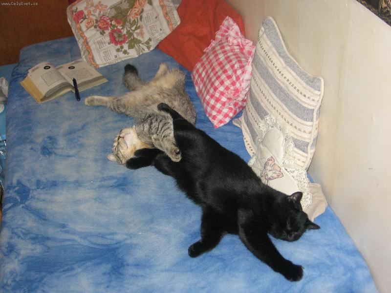 Foto: SuDoku-dva nata�en� kocou�i