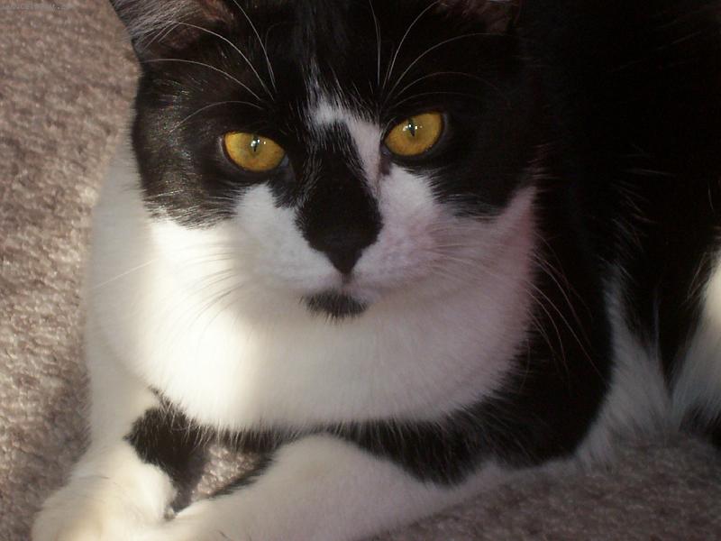 Foto: Ber�an-sexy pohled;)