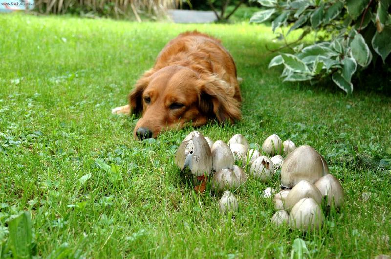 Foto: Zuzanka-Hl�d�n� houbi�ek