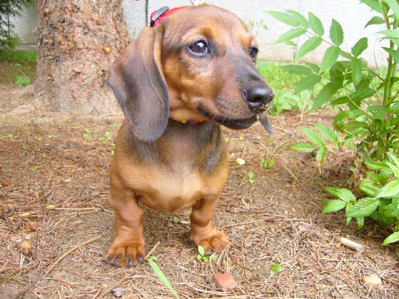 Foto: Jessie-je�t� mal� mrn�