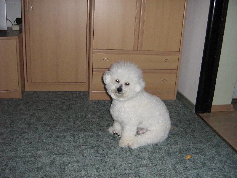 Foto: Tak tohle je n� mil��ek...Billy:))-Hrav�,vesel� a inteligentn� ps�k...