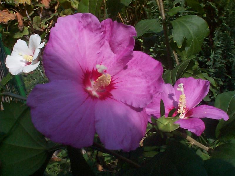 Foto: Trojrozm�rn� kr�sa