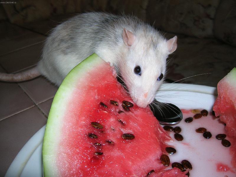 Foto: mlsná potkaška-potkan na melounu