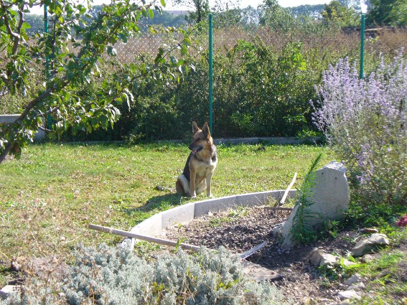 Foto: Ps� starosti-M�m hl�dat to n��ad�, nebo snad d�lat za V�s?