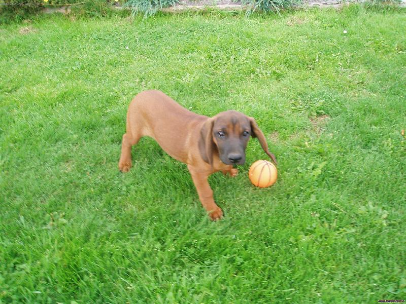 Foto: muj Care�ek-Caere�ek je muj velikej mil��ek... rostomilej �e ...