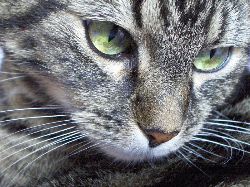 Foto: Ko�i�� zaujet�