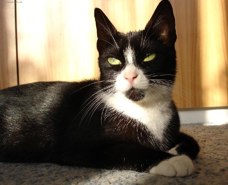 Foto: krasavice Mollyanka