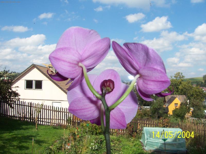 Foto: Phalaenopsis-orchidea