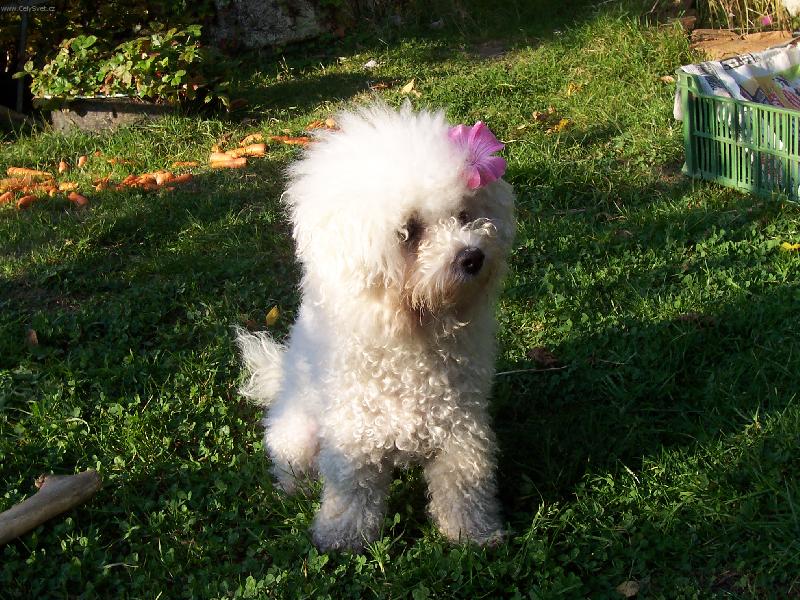 Foto: Bi�onek-Slu�� mi to?