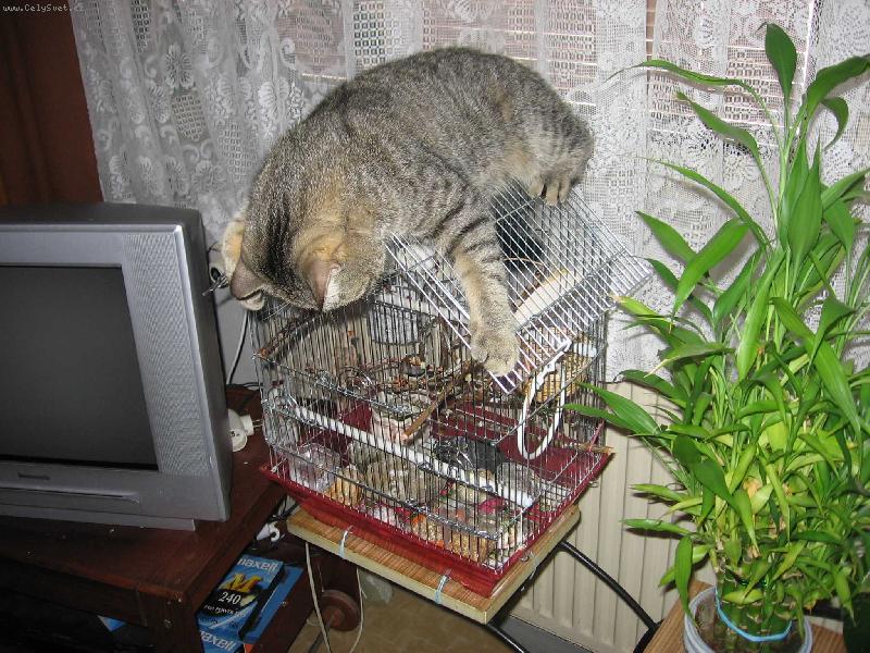 Foto: Hl�da� drobn�ho exotick�ho ptactva-"Nebojte, pt��kov�, j� v�s ned�m"